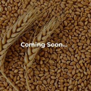 Wheat